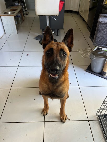 EDLP BRETAGNE Educatrice comportementaliste, Dresseur de Chiens à Ploeuc-L'Hermitage