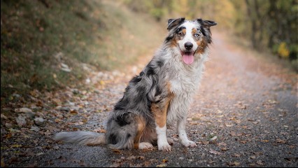 Les Bergers FRALAT, Eleveur de Chiens à Toulon