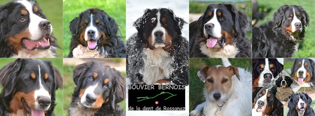 Bouviers Bernois De La Dent De Rossanaz, Eleveur de Chiens à Aillon-le-Vieux