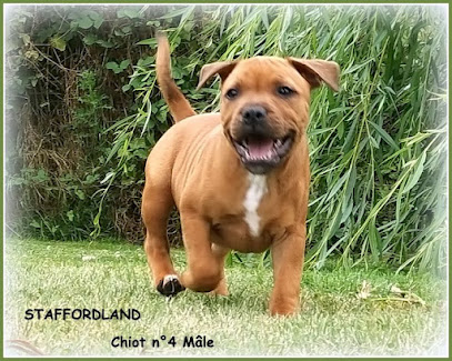 Élevage De Staffordland : Éleveur De Staffie, Staffordshire Bull Terrier Dans Le Nord, Éleveur De Chiens à Herzeele