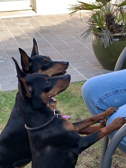 ELEVAGE PINSCHER NAIN DE LA GRANDE BRUERE, Eleveur de Chiens à Joué-lès-Tours