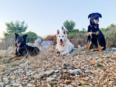 CindÉduc', Dresseur de Chiens à Marseille 09