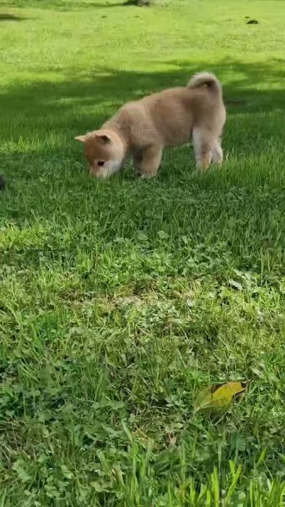 Elevage Dame Nature, Eleveur de Chiens à Lalinde