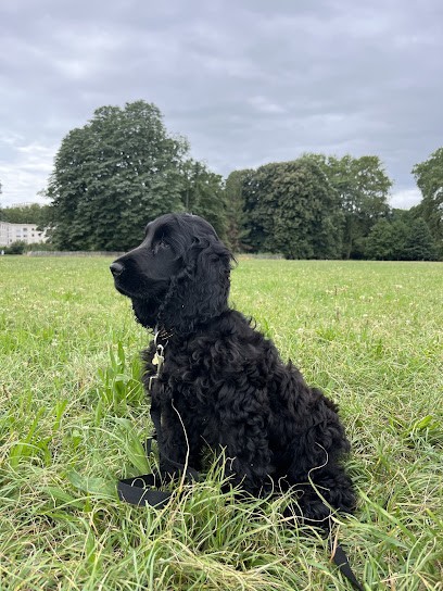 Les Pti Lou de La Colline, Eleveur de Chiens à Pouilly-lès-Feurs