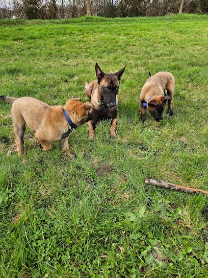 Matthias éduc 53, Dresseur de Chiens à Mayenne