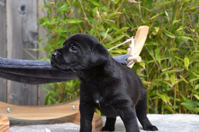 Ki Kalonek, Eleveur de Chiens à Neauphe-sous-Essai