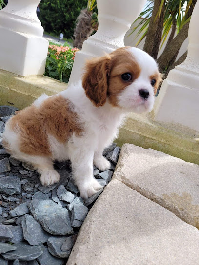 Cavalier King Charles Elevage Du Royaume De Victoria, Éleveur De Chiens à Carbonne