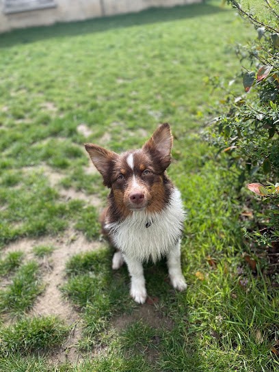 Alex Dog's ( Educateur Comportementaliste Canin ), Dresseur de Chiens à Rivecourt