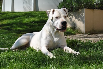 Del Angel De Los Volcanos, Eleveur de Chiens à Sermentizon