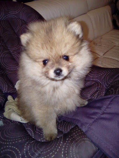 Des merveilles dh'etan, Eleveur de Chiens à Dolmayrac