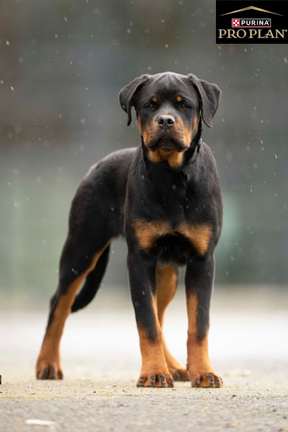Élevage De Rottweiler De La Légende D'hestia, Éleveur De Chiens à Guipry-Messac
