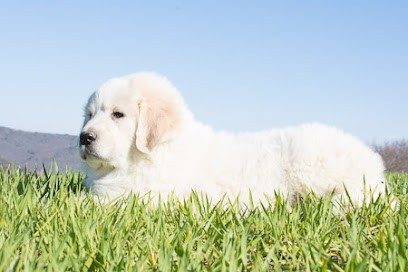 Les Lapins d'Occitanie & leurs amis, Eleveur de Chiens à Réans