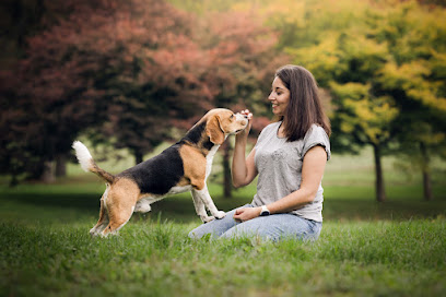 Education Canine À Istres - La Niche Aventure, Dresseur De Chiens à Saint-Chamas