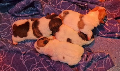 Elevage De Bouledogue Français LOF - Le Domaine D'Urkantys, Eleveur de Chiens à Landevieille