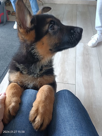 Élevage DU VAL DE LA HOUEE, Eleveur de Chiens à Igney