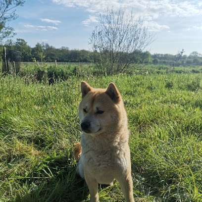 Elevage des chienmouraïs, Eleveur de Chiens à Lessay