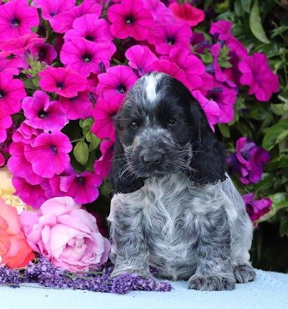 Elevage cocker anglais LOF Of Never Say Goodbye, Eleveur de Chiens à Avremesnil