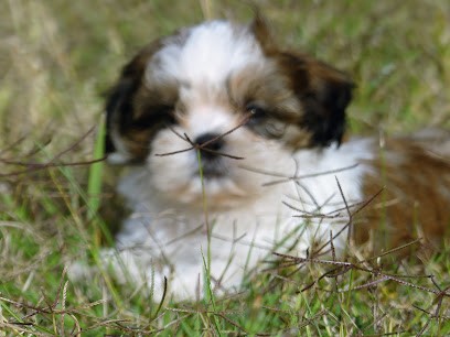 Elevage du Domaine des Écorces, Eleveur de Chiens à Montpeyroux