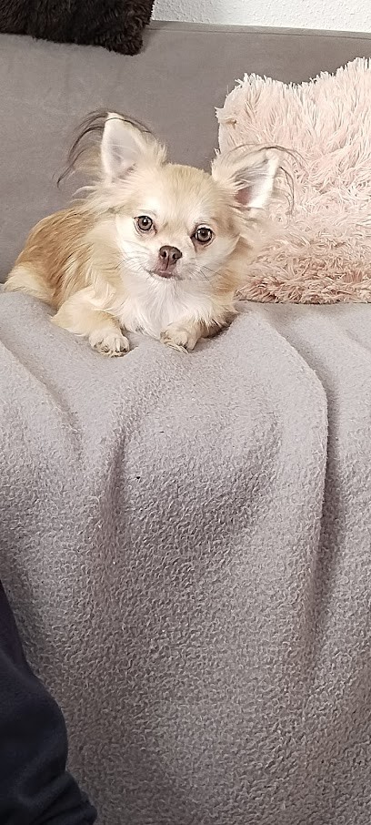 Le Domaine Des Minimoy's, Eleveur de Chiens à Cuse-et-Adrisans