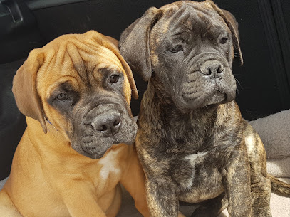 Domaine Des Bullmastiffs Charentais, Éleveur De Chiens à Saint-Germain-du-Seudre