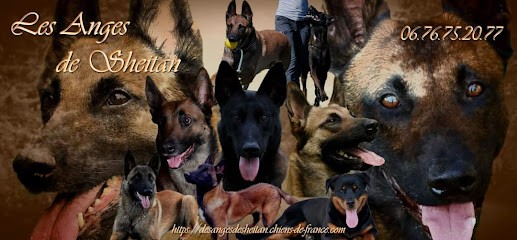 Accord Parfait / Les Anges de Sheitan, Eleveur de Chiens à Servignat