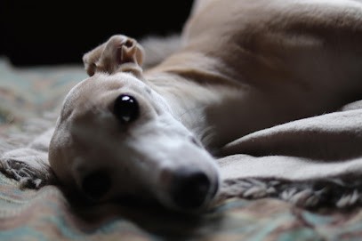 Lévrier whippet du vieux donjon de la cabotère, Eleveur de Chiens à Saint-Victor-d'Épine