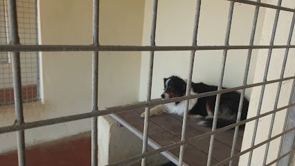 Colo'Canine de la Chênairée, Pension pour Chiens à Dieulefit