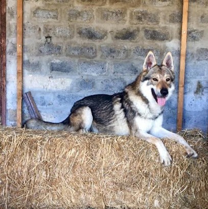 LES PLAINES DE MEYRANS, Eleveur de Chiens à Arles