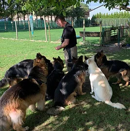 Dog's Academy 67, Dresseur De Chiens à Lhor