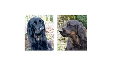 LES LANDES DE KERLOGGAN Marie-Pierre BARGAIN, Eleveur de Chiens à Bubry