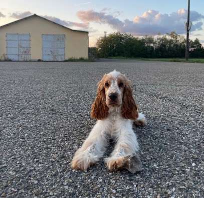 Dam Redinger Fabienne, Eleveur de Chiens à Sarralbe