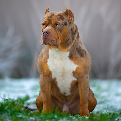 Lords Of Shinsekai, Éleveur De Chiens à Vimartin-sur-Orthe