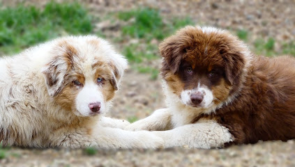 Élevage Des Aussies Du Marais, Éleveur De Chiens à Joué-en-Charnie