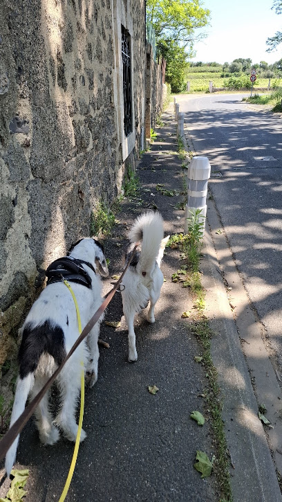 Mimidog School, Dresseur De Chiens à Valros