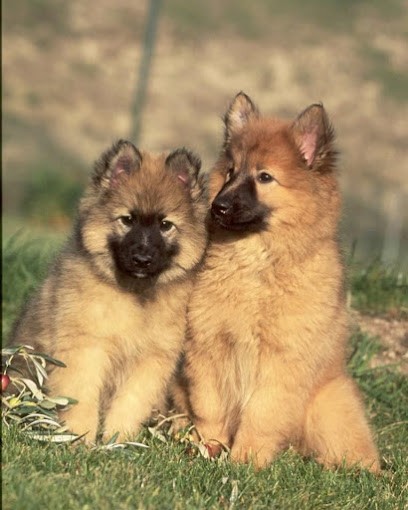 Cany Express ; Elevage Du Palais Des Papes., Eleveur de Chiens à Avignon