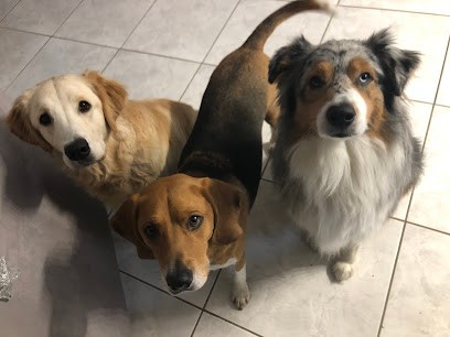 Pégase Hôtel, Pension pour Chiens à Drusenheim