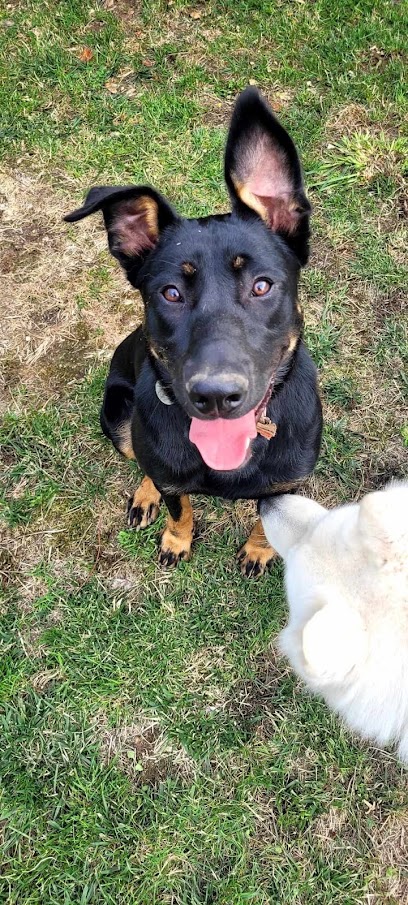 Newts & Compagnie, Pension Pour Chien à Voulmentin