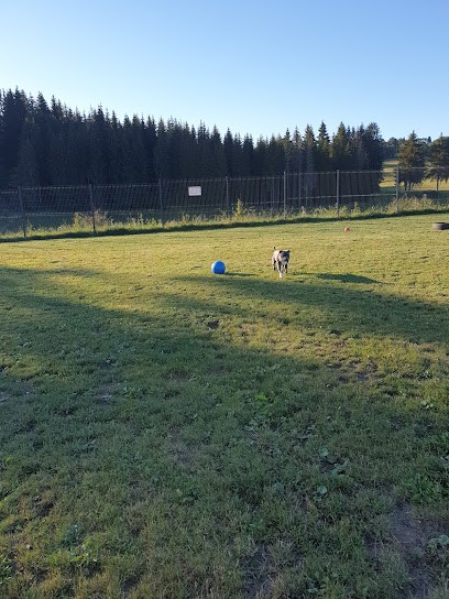 L'arche d'Izia, Pension pour Chiens au Bélieu