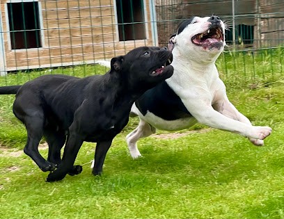 La Crique Du Flojule, Eleveur de Chiens à Sail-les-Bains