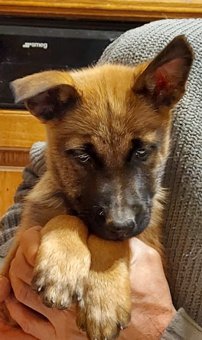 Clair Vaillant, Eleveur de Chiens à La Fouillouse