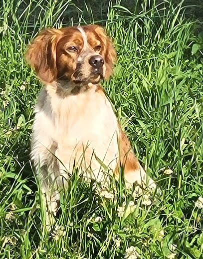 Élevage De Queyreloup, Éleveur De Chiens à Sainte-Eugénie-de-Villeneuve