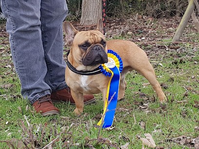 Du Berger de la Vallée des Géants, Eleveur de Chiens au Pin