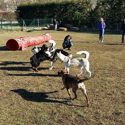 Connaître le Chien, Dresseur de Chiens à Saint-Vallier-de-Thiey