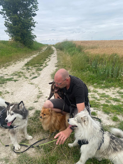 Pat4Dogs - Éducation Et Pension Canine, Dresseur De Chiens à Valmy