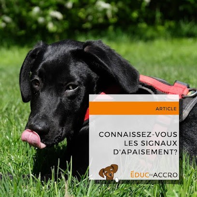 Éduc-Accro • Education canine à Strasbourg, Dresseur de Chiens à Oberhausbergen