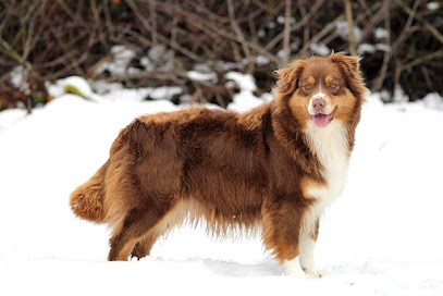 Domaine des belles AuBois élevage canin berger australien et berger américain miniature, Eleveur de Chiens à Maizières