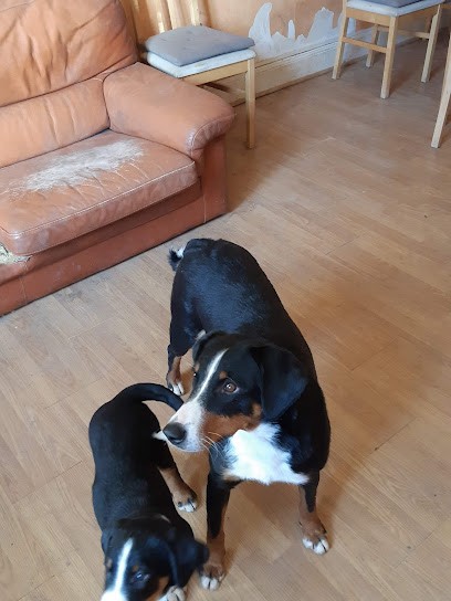 du domaine de la tourbiere, Eleveur de Chiens à Gondrexon