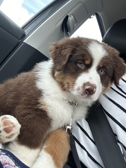 Elevage de bergers australiens Domaine du grand large, Eleveur de Chiens à Montgaillard