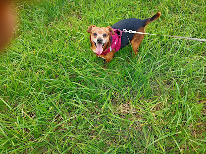 Dogeducsport By Alexandre, Dresseur De Chiens à Boulogne-sur-Mer