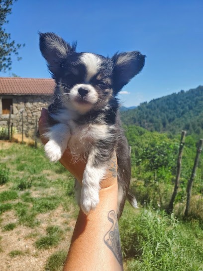 Élevage des petits cévenols, Eleveur de Chiens à Génolhac